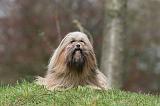 LHASSA APSO 263